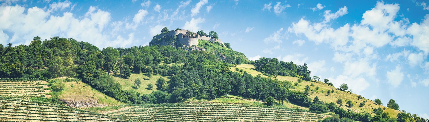 Foto: Weingut Vollmayer/Lothar Adamczyk