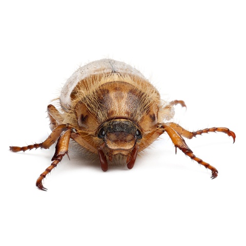 Junikäfer sind deutlich kleiner und heller als Maikäfer. Foto: Getty Images