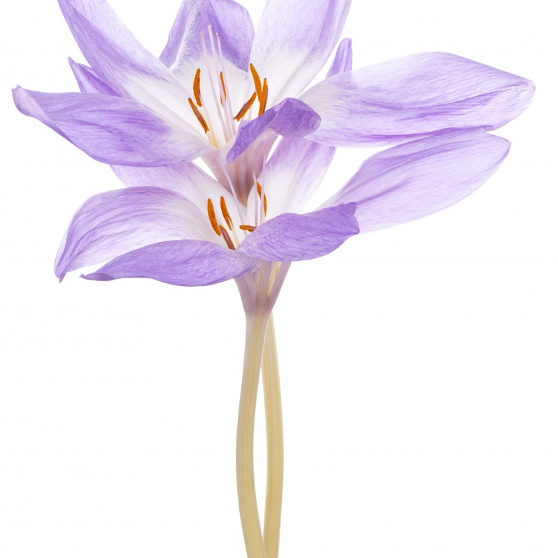 Nicht nur der späte Blühtermin unterscheidet die Herbstzeitlose von anderen Pflanzen. Foto: Getty Images