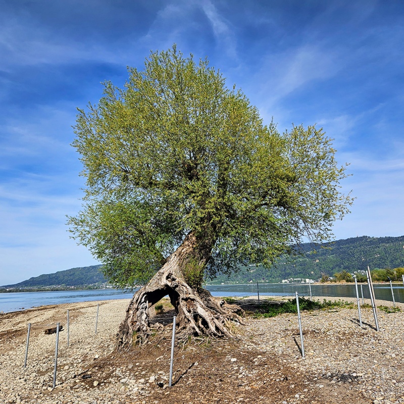 Der wohl berühmteste Baum Vorarlbergs: die „alte Silberweide“ auf der Landzunge beim Wocherhafen. © Wolfgang Greber
