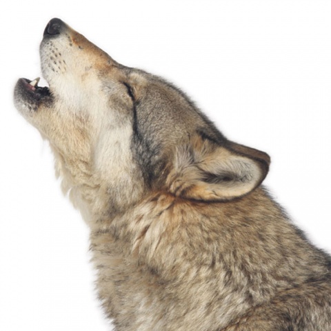 Fotos: istockphoto, beigestellt
