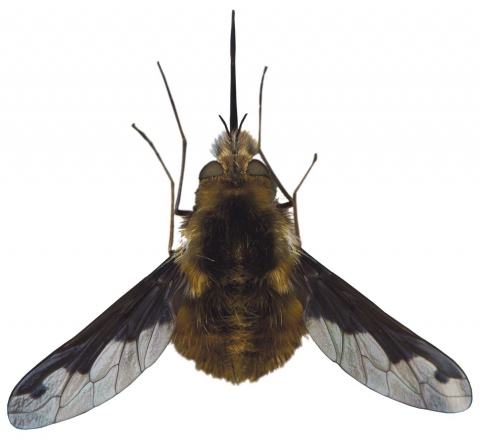 Sein markantes Aussehen und auch seinen Namen verdankt er Große Wollschweber – Bombylius major – einer dichten, pelzig braunen bis gelblich-beigen Behaarung.<br><br>Fotos: istockphoto, beigestellt