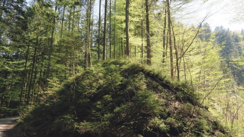 Artenreiche und strukturreiche Wälder zu erhalten und zu fördern ist ein klares „Klimaanpassungs-Rezept“ in der Vorarlberger Forstwirtschaft.<br><br>Fotos: Thomas Ölz, Waldverein Vorarlberg, beigestellt