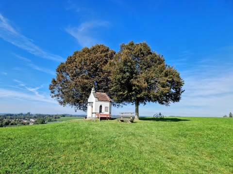Von der Ferne und je nach Standort verschmelzen diese Laubbäume miteinander: Der Hügel heißt Weißensberger (auch: Oberhofer) Halde, 540 Meter Seehöhe.