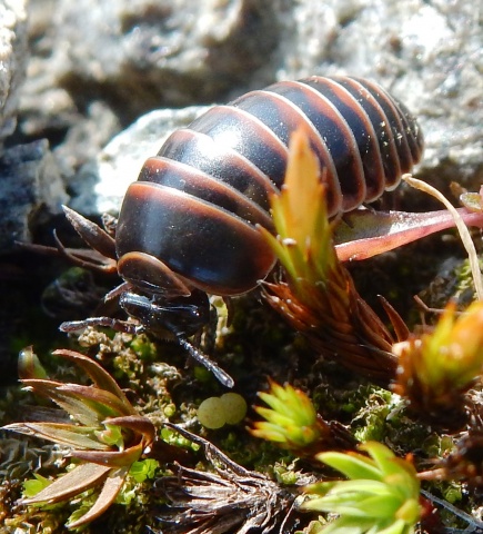 Glomeris transalpina – eine Gebirgsart aus dem Montafon. Foto: Rosmarie Mäser