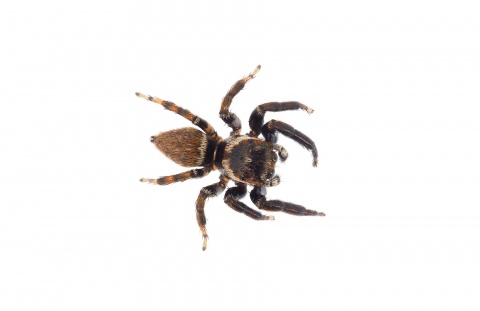 Das erste Exemplar der Springspinne Evarcha jucunda wurde in Vorarlberg in einem Wohnblock mit einem hohen Anteil an türkischstämmigen Bewohnern entdeckt. Foto: Getty Images