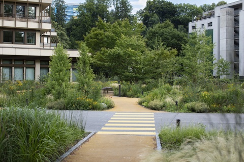 Eines der LandRise-Projekte: Neugestaltung der Außenanlagen der Raiffeisen Landesbank in Bregenz. Foto: Petra Rainer