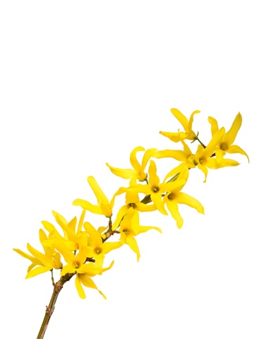 Die Forsythie ist eine der ersten Pflanzen, die nach dem Winter etwas Farbe in die noch recht eintönig kahle Landschaft bringen. © Getty Images