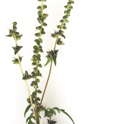 Die Beifußblättrige Ambrosie (Ragweed, Beifuß-Traubenkraut; wissenschaftlich: Ambrosia artemisiifolia)  © Fotos: istockphoto, beigestellt