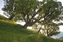 Zu den Lieblingsbäumen von Conrad Amber gehören die Bergahorne auf der Waldalpe im Mellental. Diese Bäume sind wahre „Statikwunder“, weil fast zwei Drittel des Gewichts der Baumkrone über der Mittelachse liegen.
