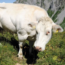 Auf einer Alpe im Zalimtal oberhalb von Brand fotografiert: ein exotisches Fleischrind.