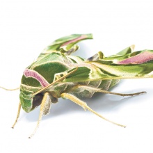 © Thinkstock