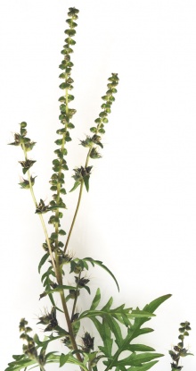 Die Beifußblättrige Ambrosie (Ragweed, Beifuß-Traubenkraut; wissenschaftlich: Ambrosia artemisiifolia)  © Fotos: istockphoto, beigestellt