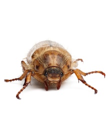 Junikäfer sind deutlich kleiner und heller als Maikäfer. Foto: Getty Images